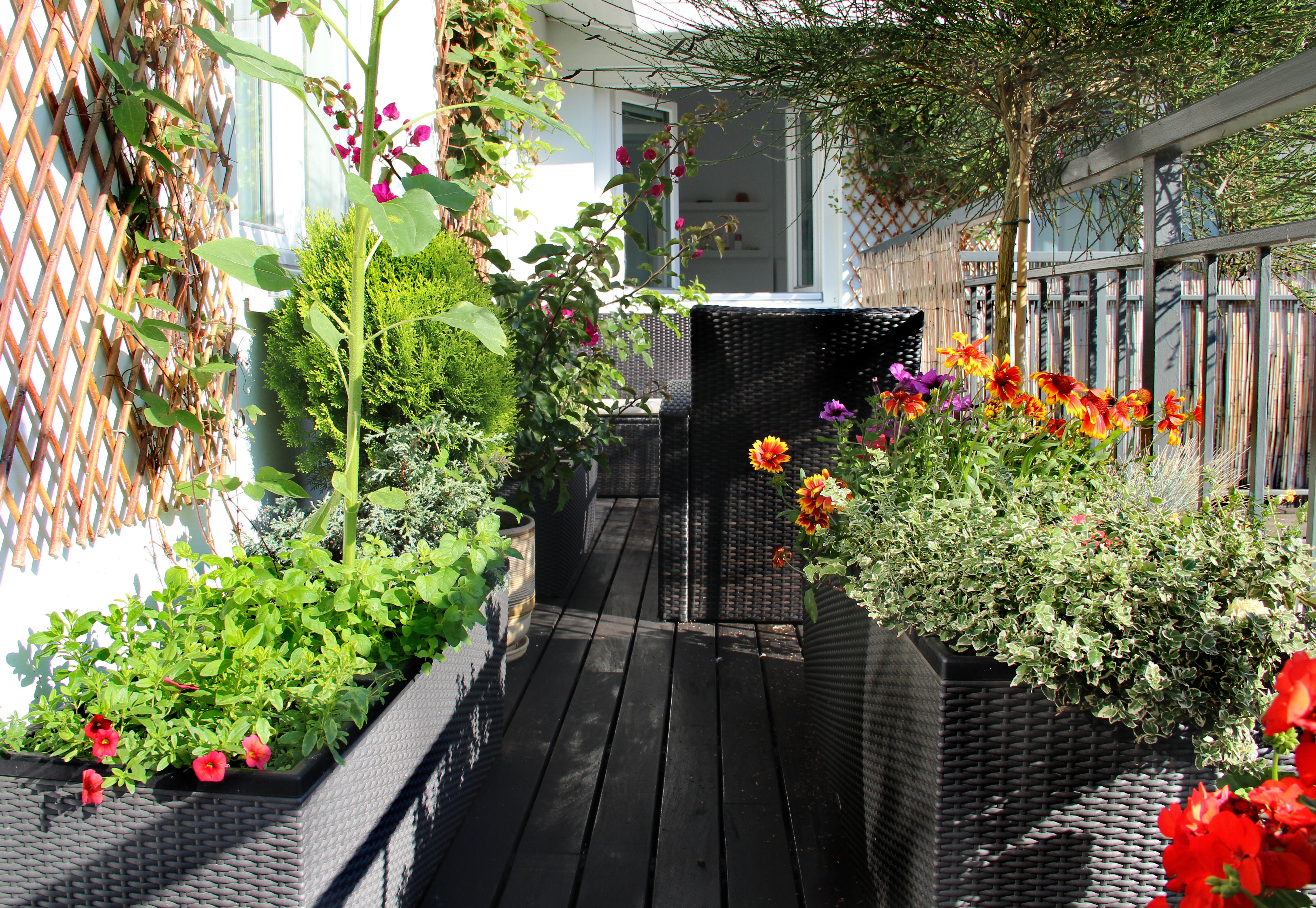 Что можно посадить на балконе. Озеленение балкона. Цветы на балконе. Сад на балконе. Растения на открытый балкон.
